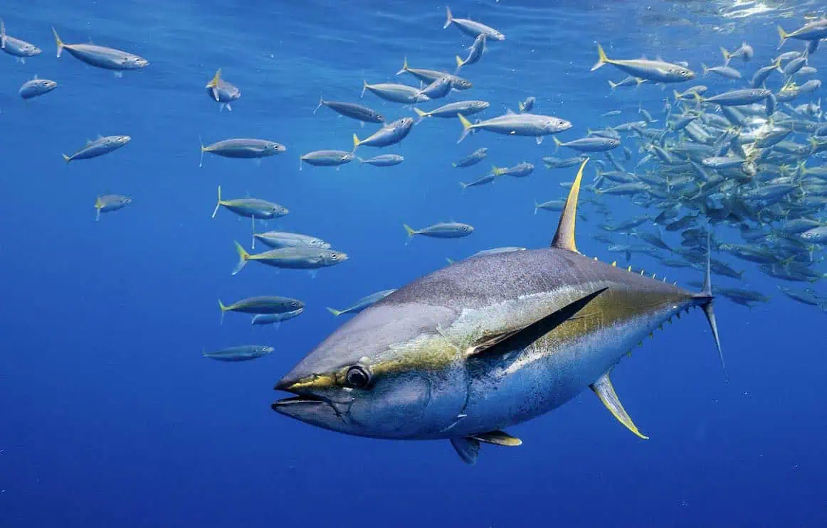 Yellowfin tuna (Thunnus albacares) en el Pacífico